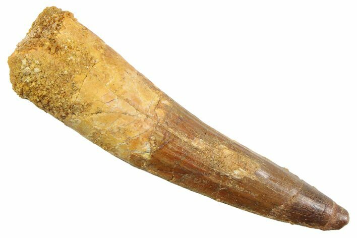 Fossil Spinosaurus Tooth - Real Dinosaur Tooth #352386